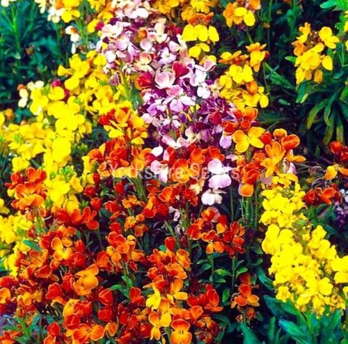 Wallflower fair lady - fair, mixed