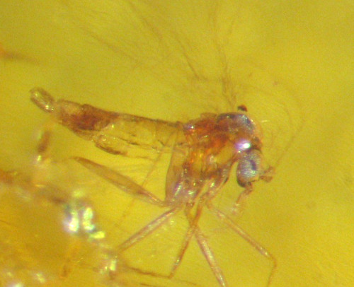 Pliocene amber kenya africa - amber,