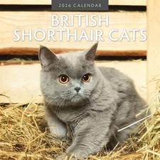 Just British Shorthair Cats Calendar 2026 - Animal - Month To View