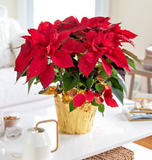Christmas Plant Red - Poinsettia 13 cm Pot Essential Winter Flowering Indoor