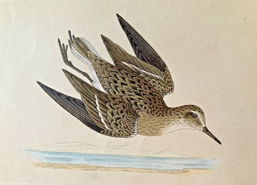 Temminck stint antique hand - antique,