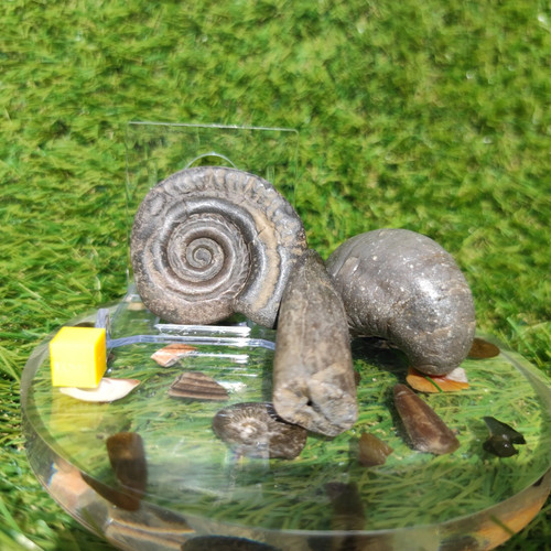 Fossil bundle hildoceras - fossil,