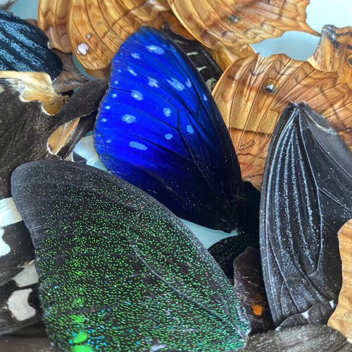 100pc diy real butterfly - real,