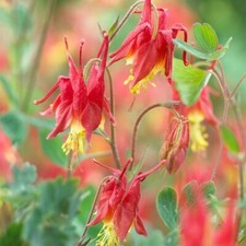 Aquilegia Canadensis 'Little Lanterns' 25 Seeds, Hardy Perennial 