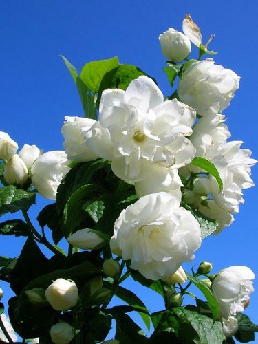 Sale philadelphus shrub mock - philadelphus,