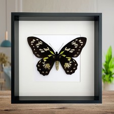 Ornithoptera Ornithoptera