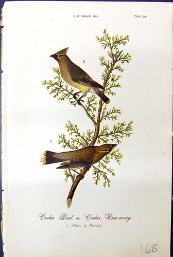 Antique old print cedar - old,