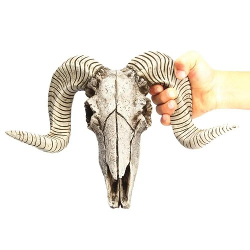 Bighorn sheep ram skull - bighorn,