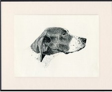 POINTER DOG OLD 1935 DOG HEAD