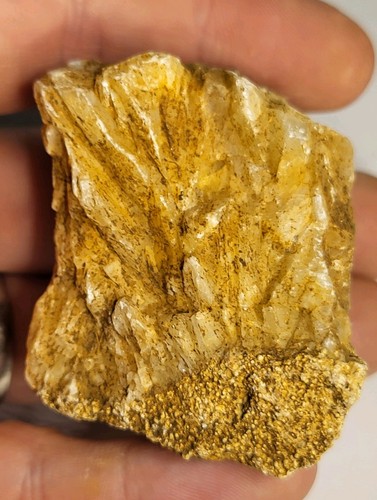 Stunning british marine fossil - marine,