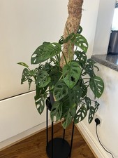 Monstera Adansonii - Real