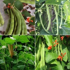 Runner Bean Seeds - Huge Selection of Varieties
