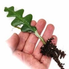 Fishbone Cactus 'Epiphyllum anguliger' – House Plant Rooted cutting 5-6in