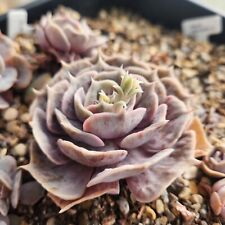 Echeveria Lilacina Marble