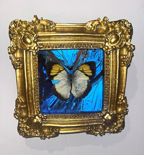 Mounted butterfly taxidermy - butterfly,