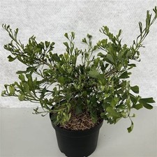 Ginkgo Biloba Grove High Maidenhair Tree in 9cm pot approx 6" tall