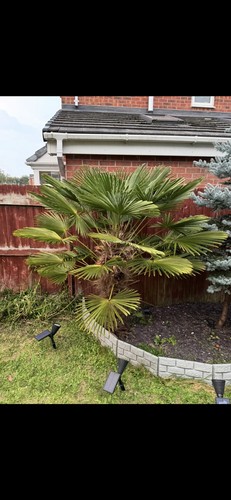 Trachycarpus palm tree - trachycarpus,