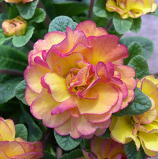 Double Primrose Primula