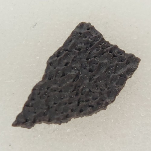 Hadrosaur egg shell - fossil,