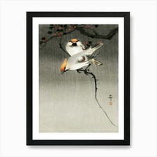 Bohemian waxwing birds 1900 - bohemian, (1900