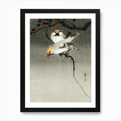 Bohemian waxwing birds 1900 - waxwing,