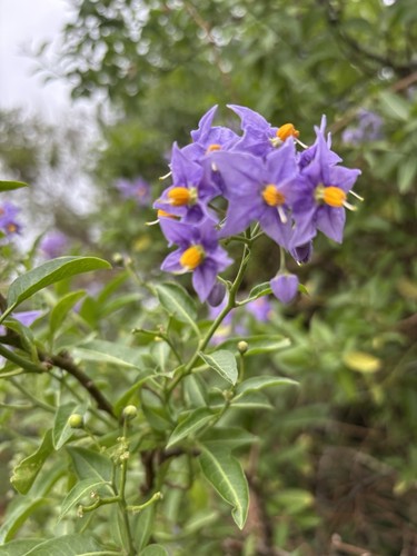 Solanum crispum climbing plant - crispum,