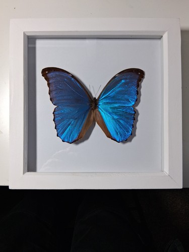 Blue morpho didius large - blue,