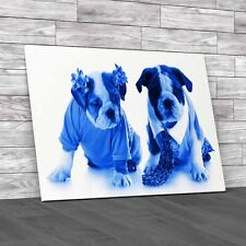 Fashion English Bulldog Puppies Girl Boy Blue Canvas Print Large Picture Wall