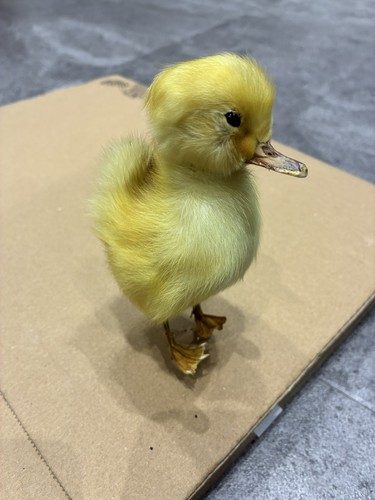Cute taxidermy fluffy - cute, yellow