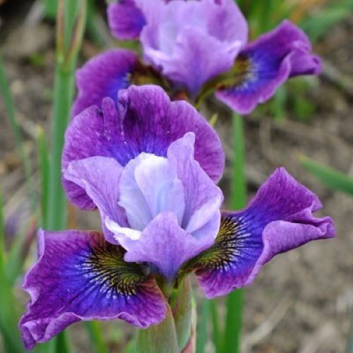 Iris sibirica stephen wilcox - iris, 'stephen