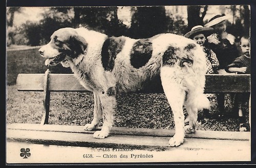 Postcard pyrenean mountain dog - pyrenean,