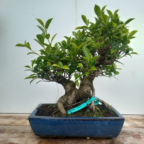 Ficus microcarpa - ficus, (banyan