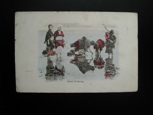 Vintage postcard shell - postcard, "shell