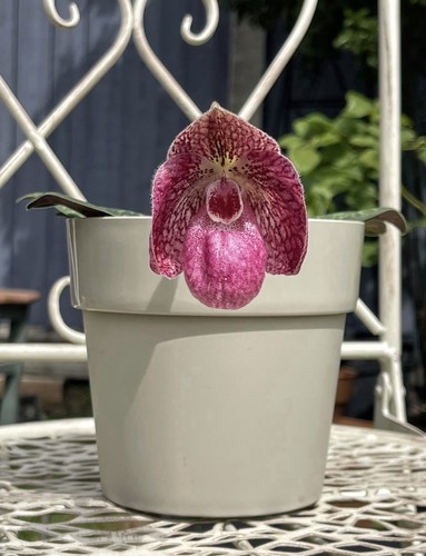 Paphiopedilum kevin porter - paphiopedilum,