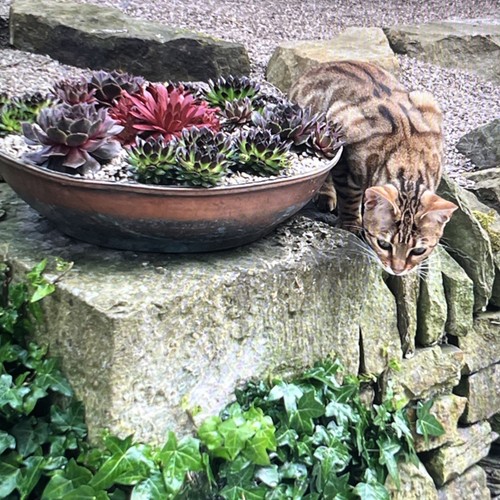 Copper garden planter - copper,