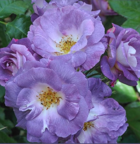 Rose bush purple blue - purple, scented