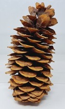 Giant Pine Cone 8" Tall Arts