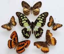 Real Butterfly specimens X6