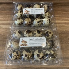 Japanese coturnix quail - coturnix,