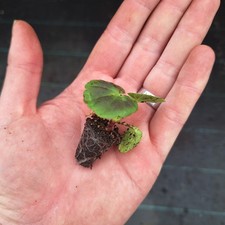 GERANIUM F1 HORIZON MIXED - 18