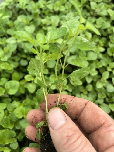 Oregano plug plants grow your - oregano,