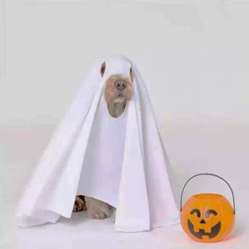 Halloween dog ghost costume - halloween,