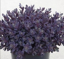 Sedum SunSparkler® Plum