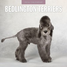 Bedlington Terriers 2026