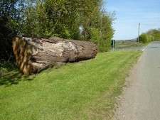 Photo 6x4 Tree trunk Dunstall Common This tree trunk of a large oak has r c2016
