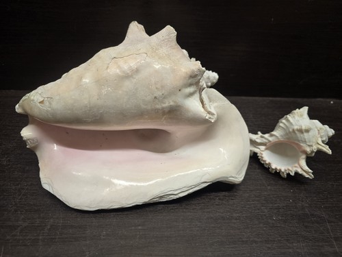 Genuine vintage queen - queen, conch