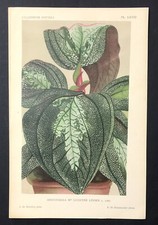 Linden Original print