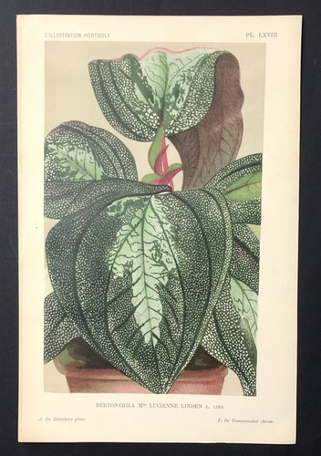 Linden original print - linden,