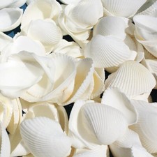 White cockle shell pack - cockle,