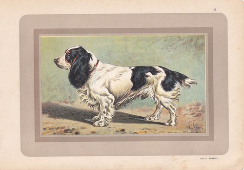 1931 field spaniel print - field,
